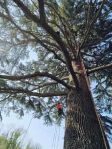 Domaine privé, suppression bois mort