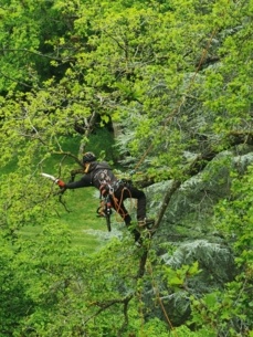 Château de Houdan, suppression bois mort